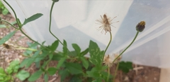 Tridax procumbens