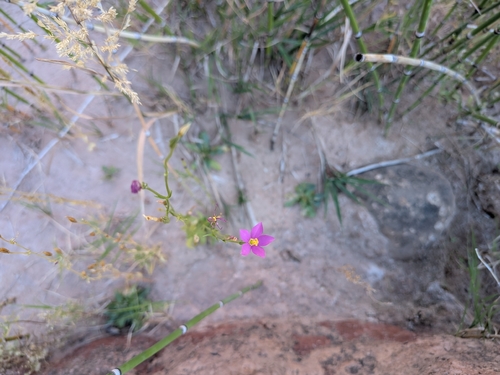 Arizona centaury