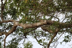 Ficus insipida image