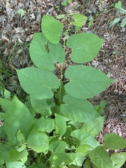 Tilia americana heterophylla