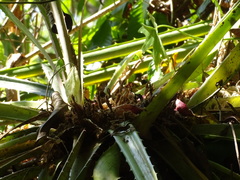 Bromelia karatas, photograph (c) Alexis López Hernández, some rights reserved (CC BY)