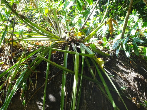 Bromelia karatas, photograph 3