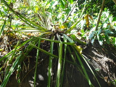 Bromelia karatas, photograph (c) Alexis López Hernández, some rights reserved (CC BY)