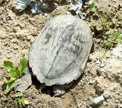 Northern Map Turtle (Reptiles of Alabama) · iNaturalist