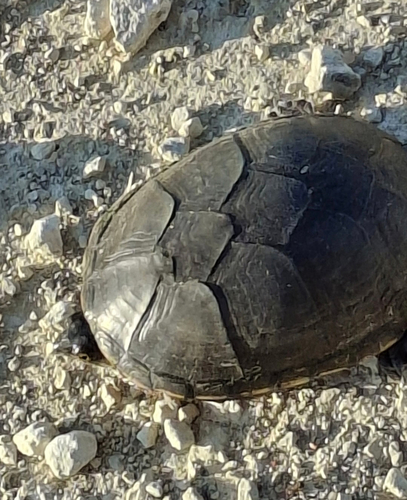Yellow Mud Turtle