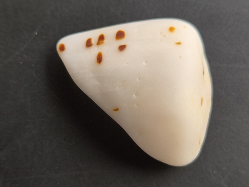 Conus eburneus polyglotta, 2026-07-09