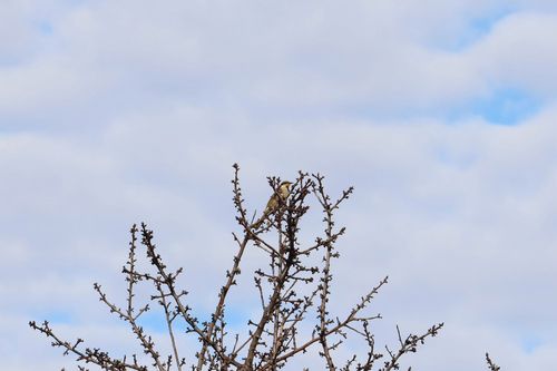 Singing Honeyeater