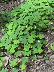 Oxalis