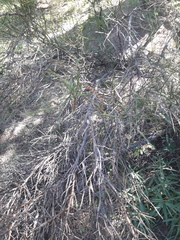 Prosopidastrum globosum