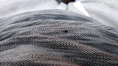 Coleoptera