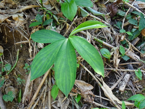 Costus pictus