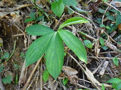 Costus pictus