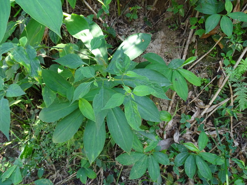 Solanum nigrescens, photograph 3