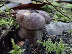 Leucopaxillus lilacinus