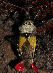 Apiomerus vexillarius