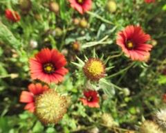 Gaillardia amblyodon, photograph (c) Linda Jo Conn, some rights reserved (CC BY)