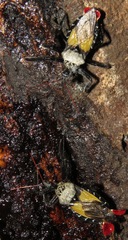 Apiomerus vexillarius