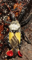 Apiomerus vexillarius