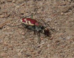 Cicindela lengi