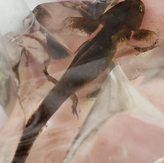 Ambystoma maculatum