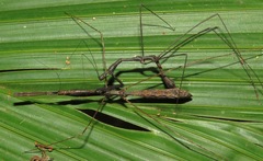 Ghilianella strigata