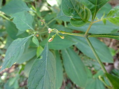 Solanum nigrescens, photograph (c) Alexis López Hernández, some rights reserved (CC BY)