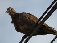 Streptopelia decaocto