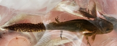 Ambystoma maculatum