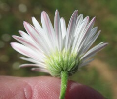 Aphanostephus skirrhobasis, photograph (c) Linda Jo Conn, some rights reserved (CC BY)