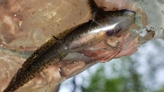 Ambystoma maculatum