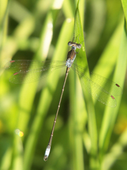 Lestes forficula