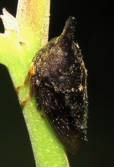 Aconophorini