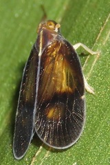 Nogodinidae