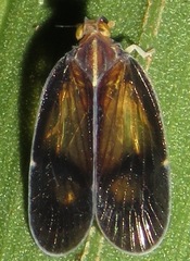 Nogodinidae
