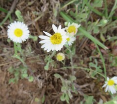 Aphanostephus skirrhobasis, photograph (c) Linda Jo Conn, some rights reserved (CC BY)