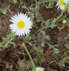 Aphanostephus skirrhobasis, photograph (c) Linda Jo Conn, some rights reserved (CC BY)