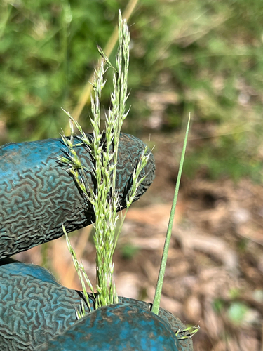 Lachnagrostis filiformis observed 2026-07-08