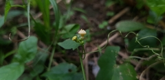 Cucurbitaceae