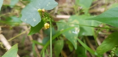 Cucurbitaceae