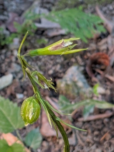 Nervilia concolor observed 2026-07-09