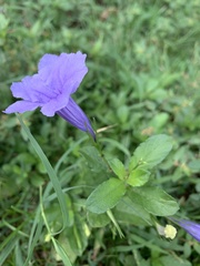 Popping Pod