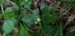 Cucurbitaceae