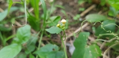 Cucurbitaceae