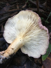 Leucopaxillus lilacinus