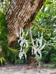 Large Flowered Dendrobium (Dendrobium macranthum)