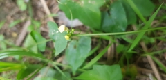 Cucurbitaceae