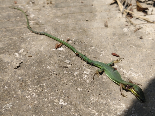 Chung-an Ground Lizard