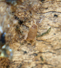 Myrmecophilus manni