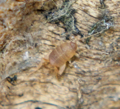 Myrmecophilus manni