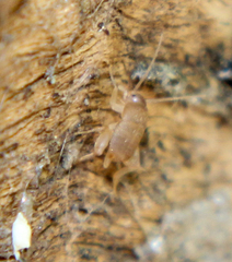 Myrmecophilus manni